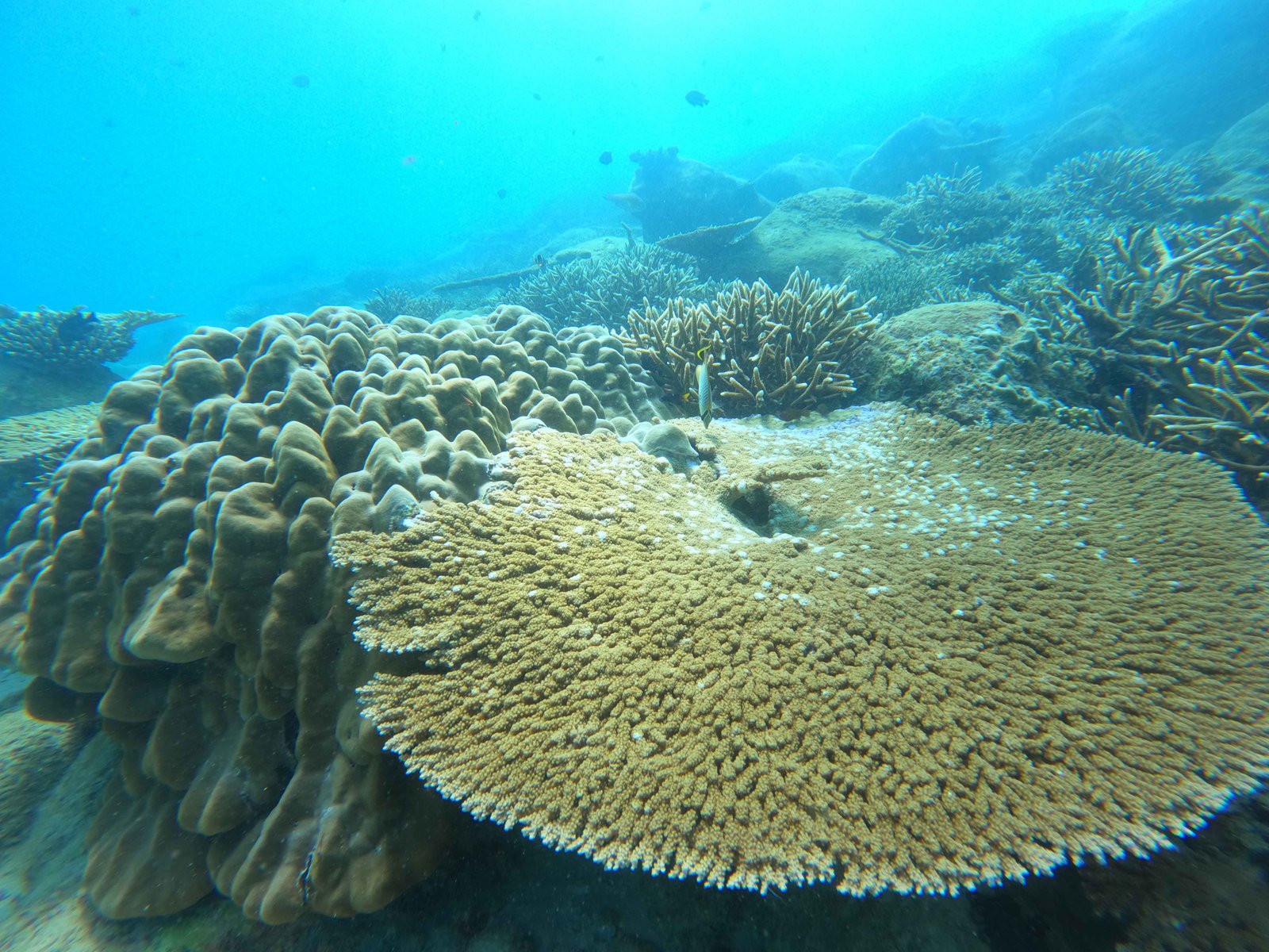 Underwater Photography